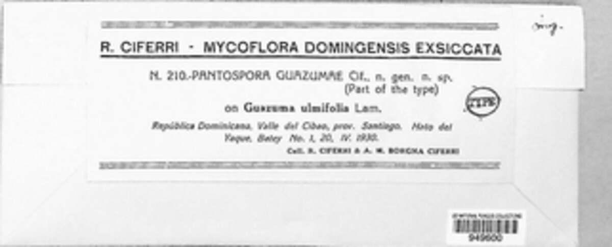 Pantospora image